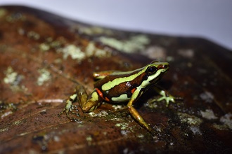 small frog sitting on a leaf